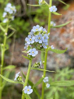 A close up Image of some flowers. 